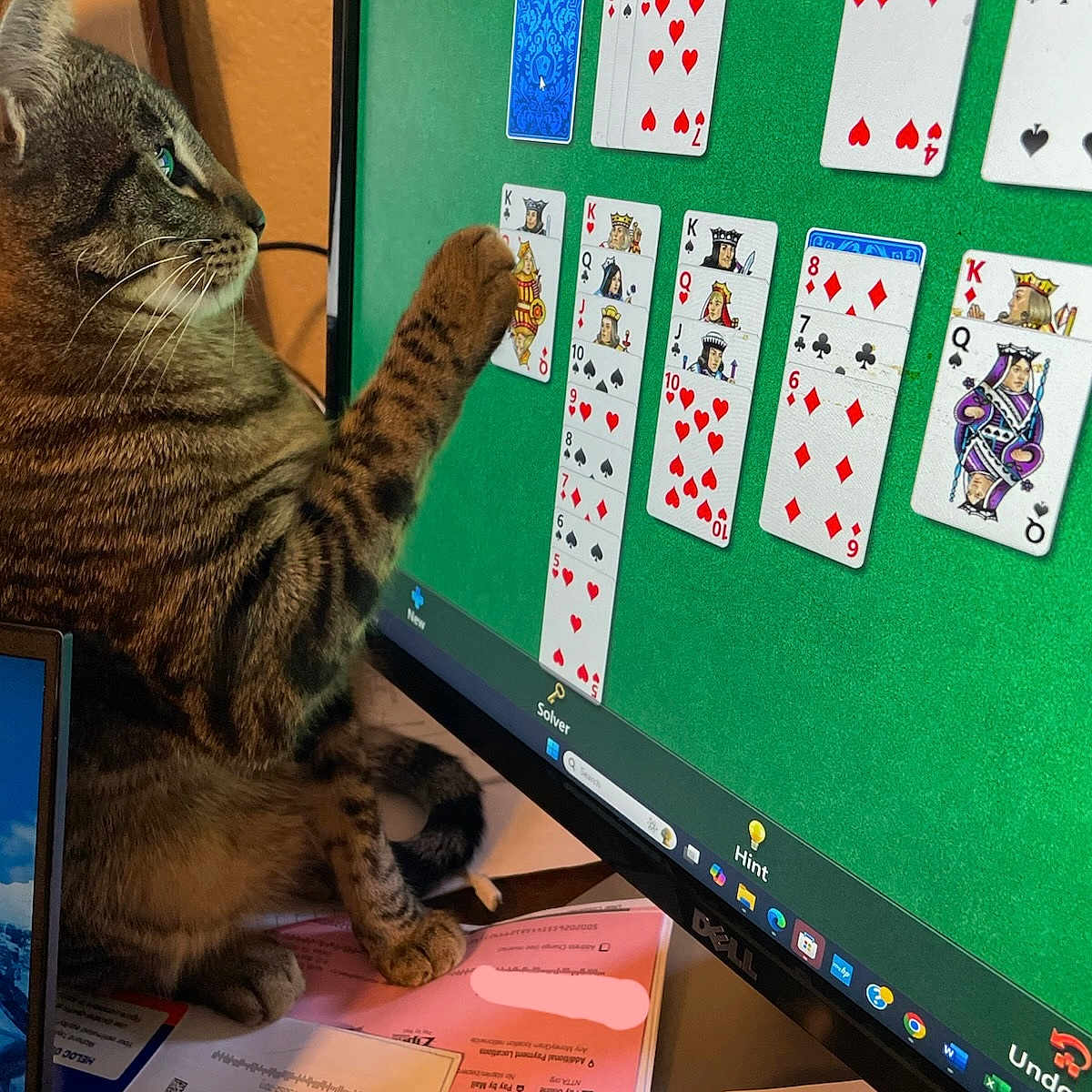 Rueben is registered to the contest to win money with this photo: animal, cat, computer, computerhardware, electronics, face, furniture, game, hardware, head, laptop, monitor, number, pc, person, pet, screen, symbol, table, text
