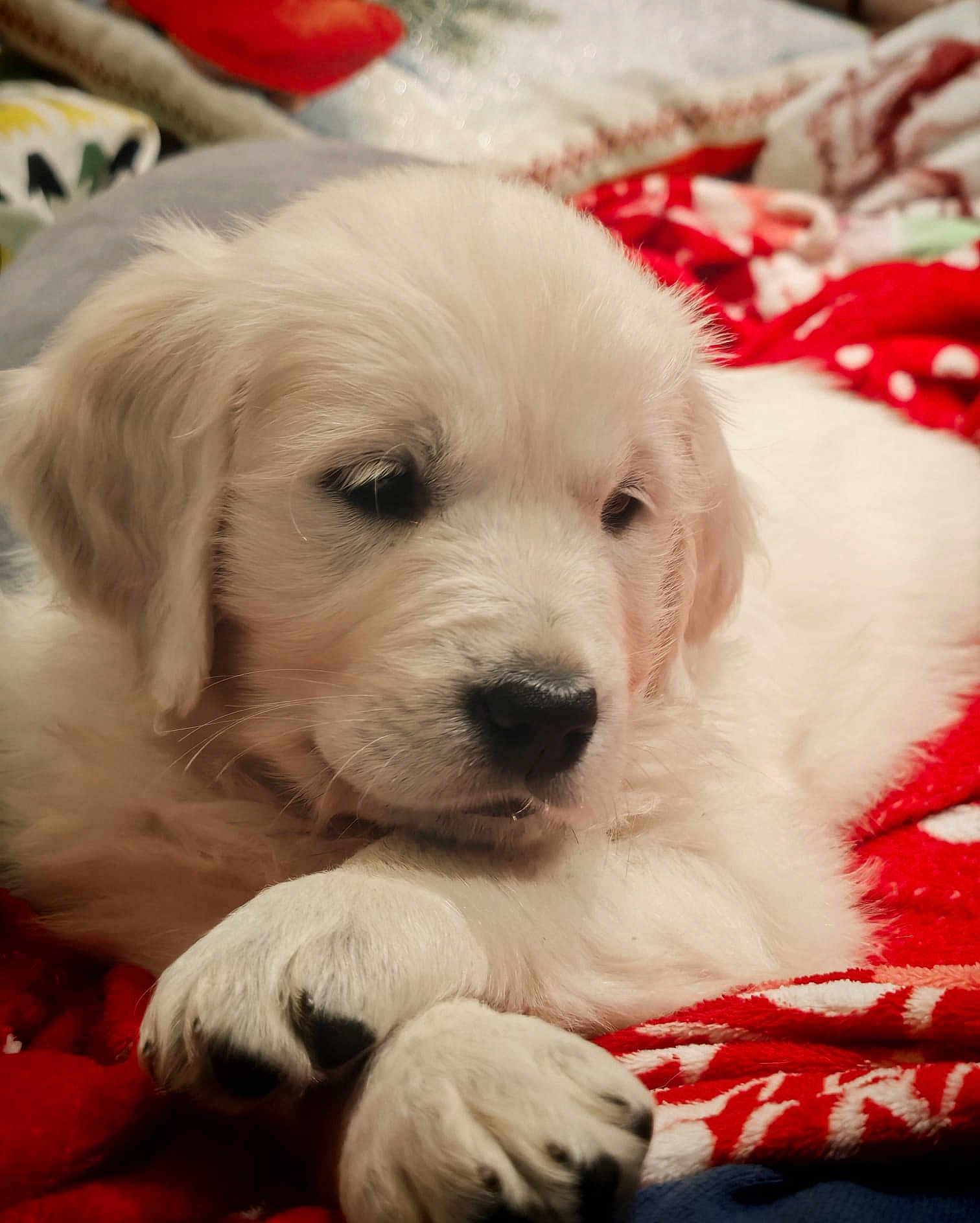 Ana a rejoint le concours — aidez-le/la à gagner de superbes lots ! puppy, dog, white_fur, close_up, blanket, red_blanket, paw, soft_fur, cute, pet, animal, domestic_animal, resting, indoors, cozy, young_dog, mammal, sleepy, fur, companion