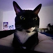 Sushi is registered to the contest to win money with this photo: animal, bed, black_and_white, blanket, cat, close_up, cute, domestic_cat, ears, eyes, feline, front_view, indoor, looking, pet, portrait, poster, purple_light, wall, whiskers