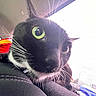 Sushi is registered to the contest to win money with this photo: animal, black_and_white, car_interior, car_seat, cat, close_up, colorful, curious, daylight, fabric, feline, green_eyes, indoors, pet, road_trip, seatbelt, stitching, travel, whiskers, window