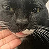 animal, black_and_white, cat, close_up, closeup, cute, domestic_animal, expression, face, feline, fur, green_eyes, hand, indoor, nose, pet, pink_tongue, portrait, scratching, whiskers