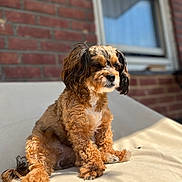 Cinnamon is registered to the contest to win money with this photo: dog, curly_fur, outdoor, sunlight, cushion, brick_wall, window, pet, animal, relaxed, sitting, small_dog, fluffy, daylight, portrait, furry, companion, domestic_animal, cute, sunny