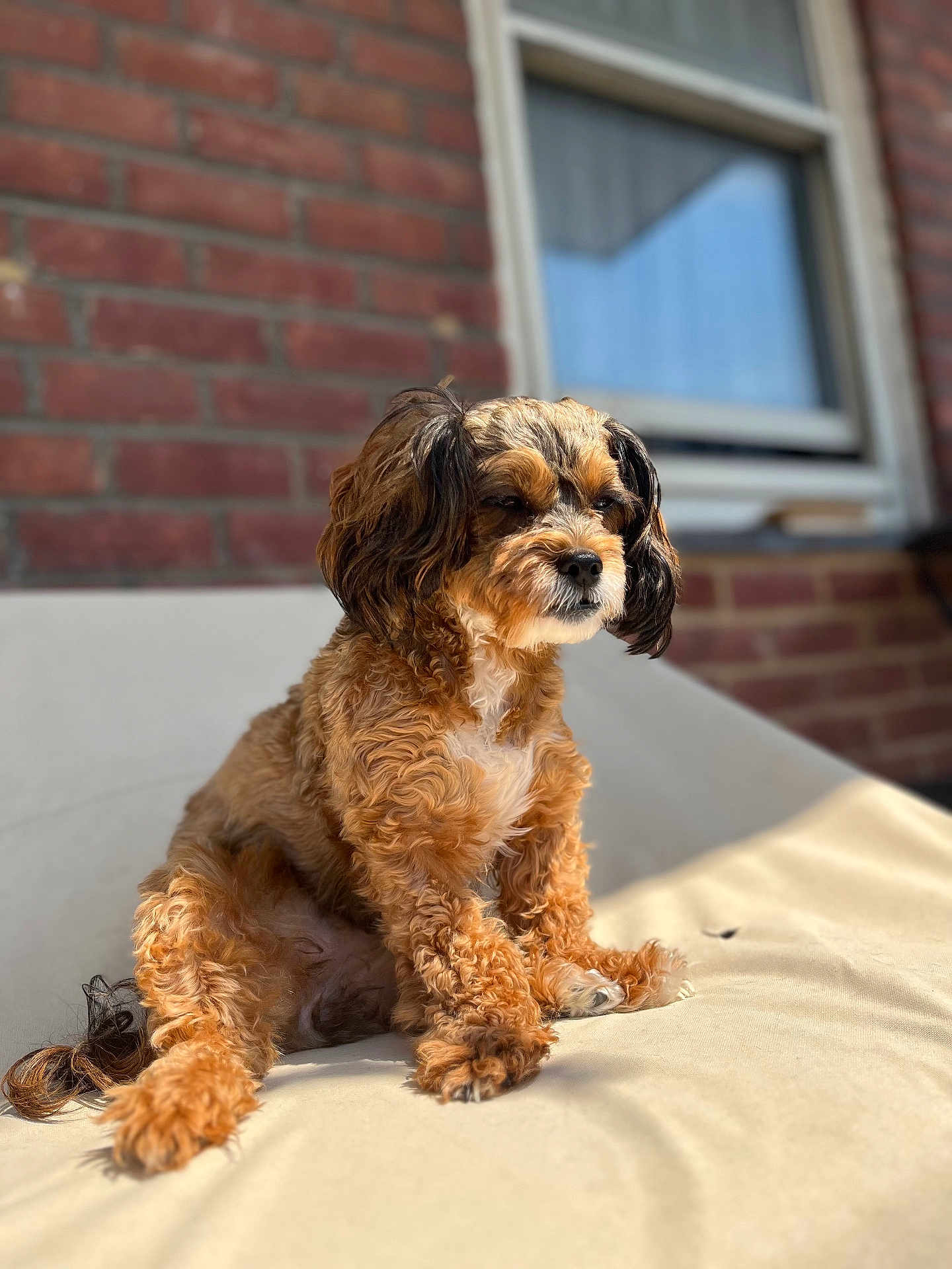 Cinnamon