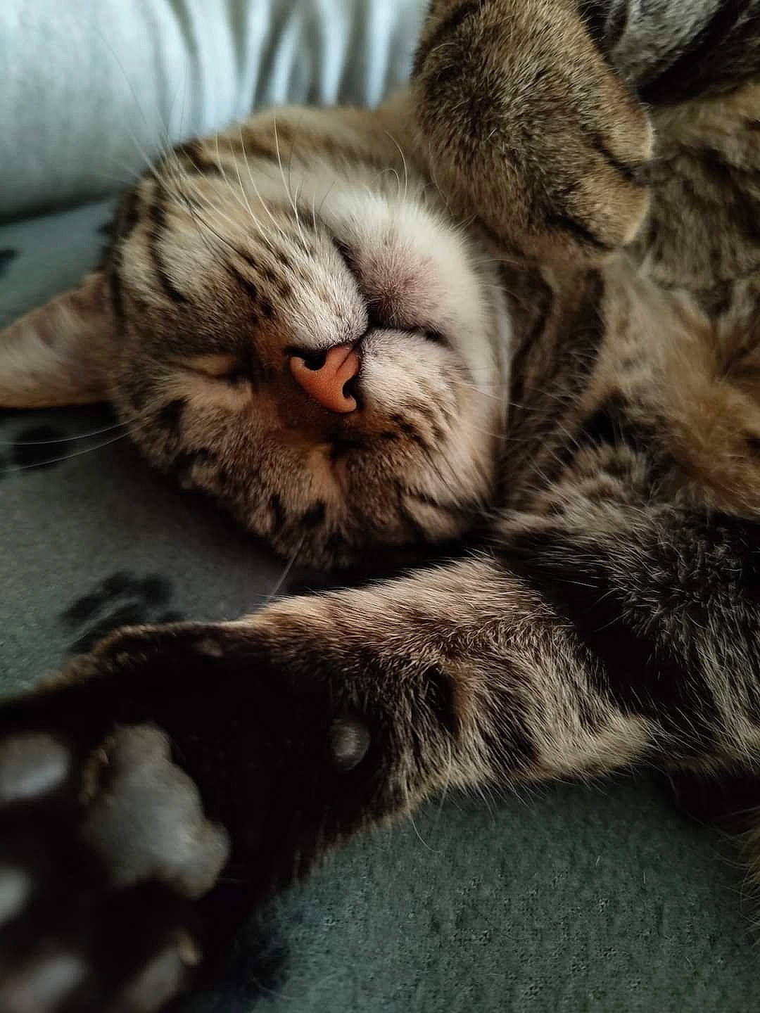 Aya participe au concours pour gagner de l'argent avec cette photo : carnivore, cat, claw, cloud, comfort, domestic_short_haired_cat, felidae, fur, grey, nap, paw, sleep, small_to_medium_sized_cats, snout, tail, whiskers, wood