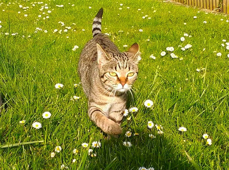 Aya participe au concours pour gagner de l'argent avec cette photo : carnivore, cat, fawn, felidae, flower, grass, grass_family, grassland, green, groundcover, happy, lawn, meadow, people_in_nature, petal, plant, small_to_medium_sized_cats, tail, terrestrial_animal, whiskers