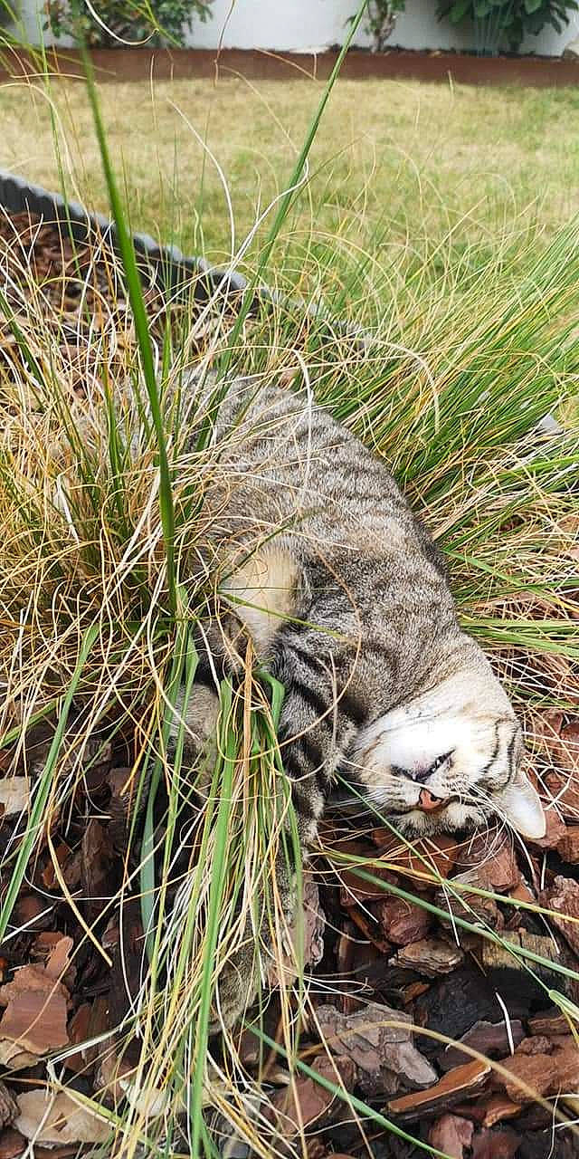 Aya participe au concours pour gagner de l'argent avec cette photo : beak, carnivore, cat, domestic_short_haired_cat, felidae, fur, grass, grassland, groundcover, herb, paw, plant, small_to_medium_sized_cats, soil, tail, terrestrial_animal, terrestrial_plant, twig, whiskers, wildlife