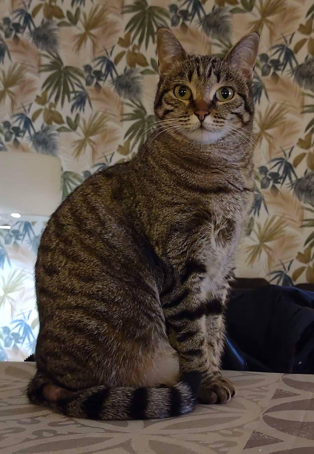 Aya participe au concours pour gagner de l'argent avec cette photo : carnivore, cat, domestic_short_haired_cat, felidae, fur, sitting, small_to_medium_sized_cats, snout, tail, terrestrial_animal, whiskers, wildlife