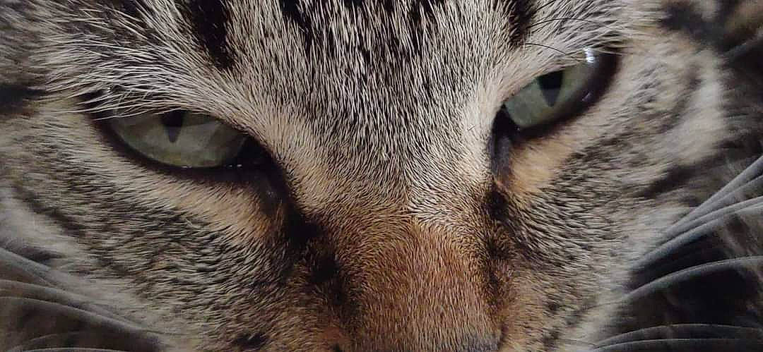 Aya participe au concours pour gagner de l'argent avec cette photo : carnivore, cat, close_up, comfort, domestic_short_haired_cat, fang, felidae, fur, mammal, nap, paw, sleep, small_to_medium_sized_cats, snout, terrestrial_animal, whiskers, wildlife