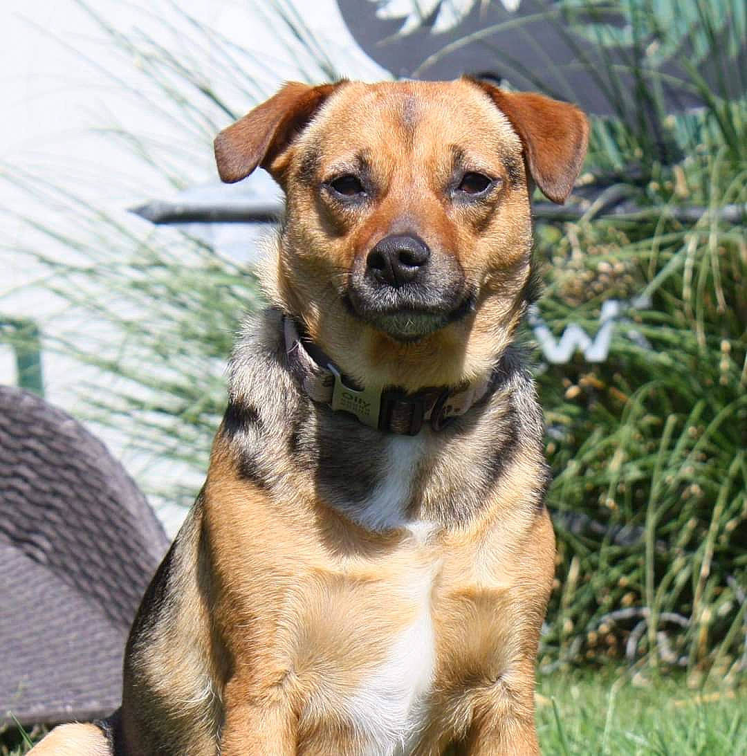 Olly participe au concours pour gagner de l'argent avec cette photo : canidae, carnivore, collar, companion_dog, dog, dog_breed, dog_collar, fawn, fur, grass, plant, puppy, snout, sporting_group, terrestrial_animal, water, whiskers, wildlife, working_dog