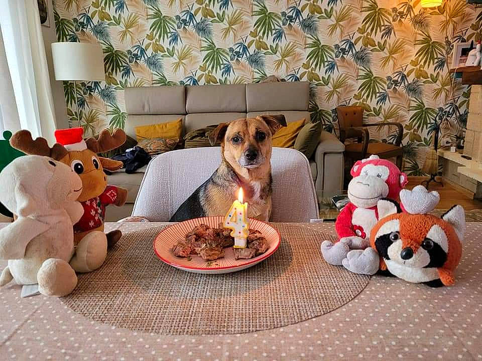 Olly participe au concours pour gagner de l'argent avec cette photo : candle, comfort, companion_dog, cuisine, curtain, decoration, dog, food, ingredient, interior_design, linens, living_room, mammal, plant, plate, table, tableware, textile, toy, vertebrate
