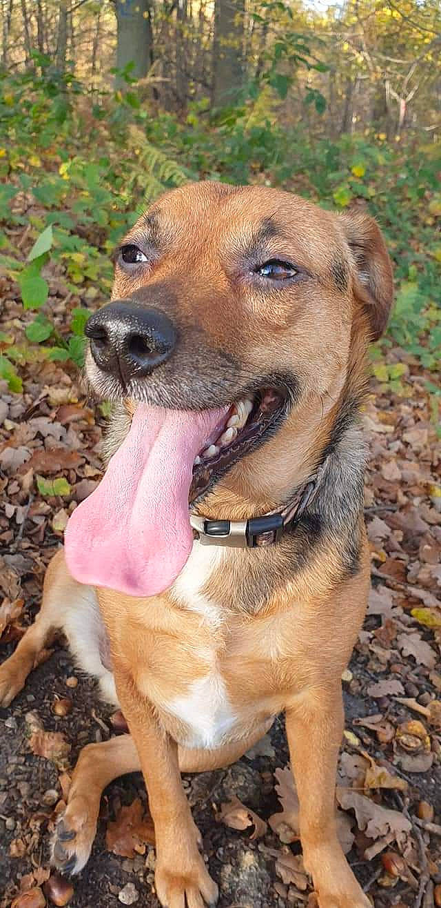 Olly a rejoint le concours — aidez-le/la à gagner de superbes lots ! canidae, carnivore, collar, companion_dog, dog, dog_breed, dog_collar, dog_supply, fawn, fur, grass, hunting_dog, liver, pet_supply, snout, sporting_group, terrestrial_animal, whiskers, working_animal, working_dog