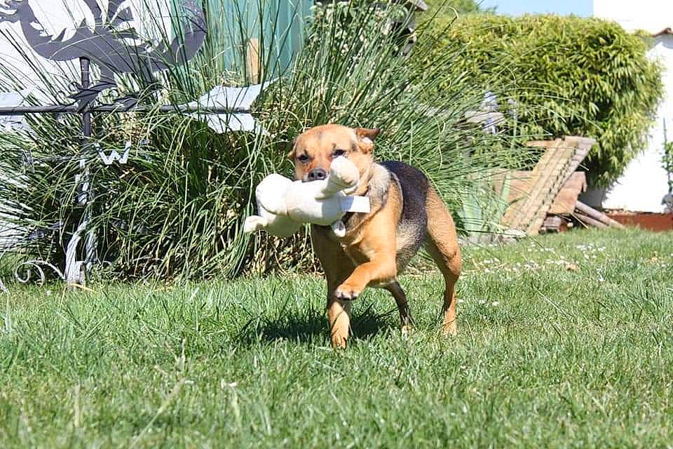 Olly a rejoint le concours — aidez-le/la à gagner de superbes lots ! ancient_dog_breeds, ball, beagle, carnivore, companion_dog, dog, dog_breed, dog_supply, fawn, finnish_hound, grass, guard_dog, hound, plant, scent_hound, sighthound, sporting_group, tail, working_animal, working_dog