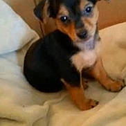 Dusse is registered to the contest to win money with this photo: puppy, dog, black_and_tan, small_dog, pet, animal, sitting, bed, blanket, indoors, bedroom, portrait, looking_at_camera, floppy_ears, brown_fur, black_fur, cute, home, soft_lighting, smartphone_screenshot