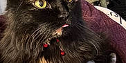 Luna Tic joined the competition — help win amazing prizes! blanket, cat, close_up, collar, cute, domestic_animal, feline, fluffy, fur, indoor, paws, pet, red_bell, relaxed, resting, striped_fabric, tongue_out, tortoiseshell, whiskers, yellow_eyes