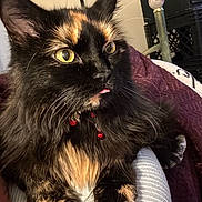 Luna Tic is registered to the contest to win money with this photo: bell, blanket, cat, close_up, collar, cute, domestic_animal, face, fluffy, fur, furniture, indoor, paw, pet, relaxed, striped_fabric, tongue_out, tortoiseshell, whiskers, yellow_eyes