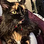 bell, blanket, cat, close_up, collar, cute, domestic_animal, face, fluffy, fur, furniture, indoor, paw, pet, relaxed, striped_fabric, tongue_out, tortoiseshell, whiskers, yellow_eyes