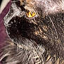 animal, black_fur, cat, close_up, detail, eye, face, feline, fur, macro, mammal, nature, pet, portrait, profile, soft_light, texture, whisker, whiskers, yellow_eye