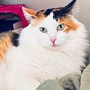 Sammy joined the competition — help win amazing prizes! cat, calico, fluffy, green_eyes, pet, animal, fur, whiskers, indoor, closeup, face, cute, domestic_cat, relaxed, cozy, pink_nose, ears, portrait, feline, soft