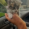 animal, car_interior, cat, closeup, curious, cute, door_handle, fur, hand, human_hand, indoor, kitten, pet, side_mirror, small, steering_wheel, vehicle, whiskers, window, young