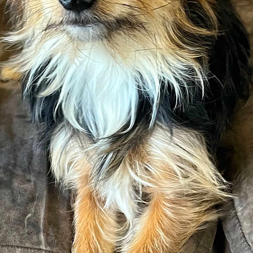 Bandit is registered to the contest to win money with this photo: animal, black_coat, brown_coat, close_up, couch, crossed_paws, cute, dog, domestic_animal, fluffy, furniture, indoor, looking, paw, pet, portrait, sitting, small_dog, soft_texture, white_coat