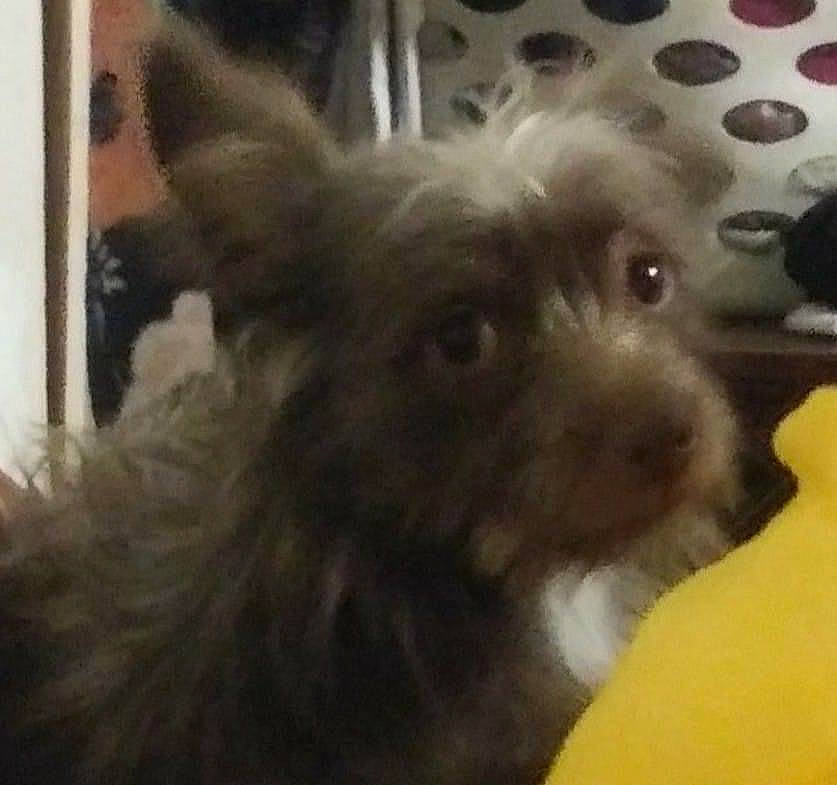 Milo Wayne is registered to the contest to win money with this photo: canidae, carnivore, companion_dog, dog, dog_breed, ear, fawn, fur, liver, non_sporting_group, puppy, small_terrier, sporting_group, terrier, toy_dog, whiskers, working_animal