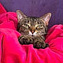 Angel joined the competition — help win amazing prizes! cat, tabby, pet, animal, feline, paws, blanket, pink_blanket, purple_couch, cozy, indoor, relaxed, sleepy, whiskers, ears, claws, fur, comfort, resting, close_up