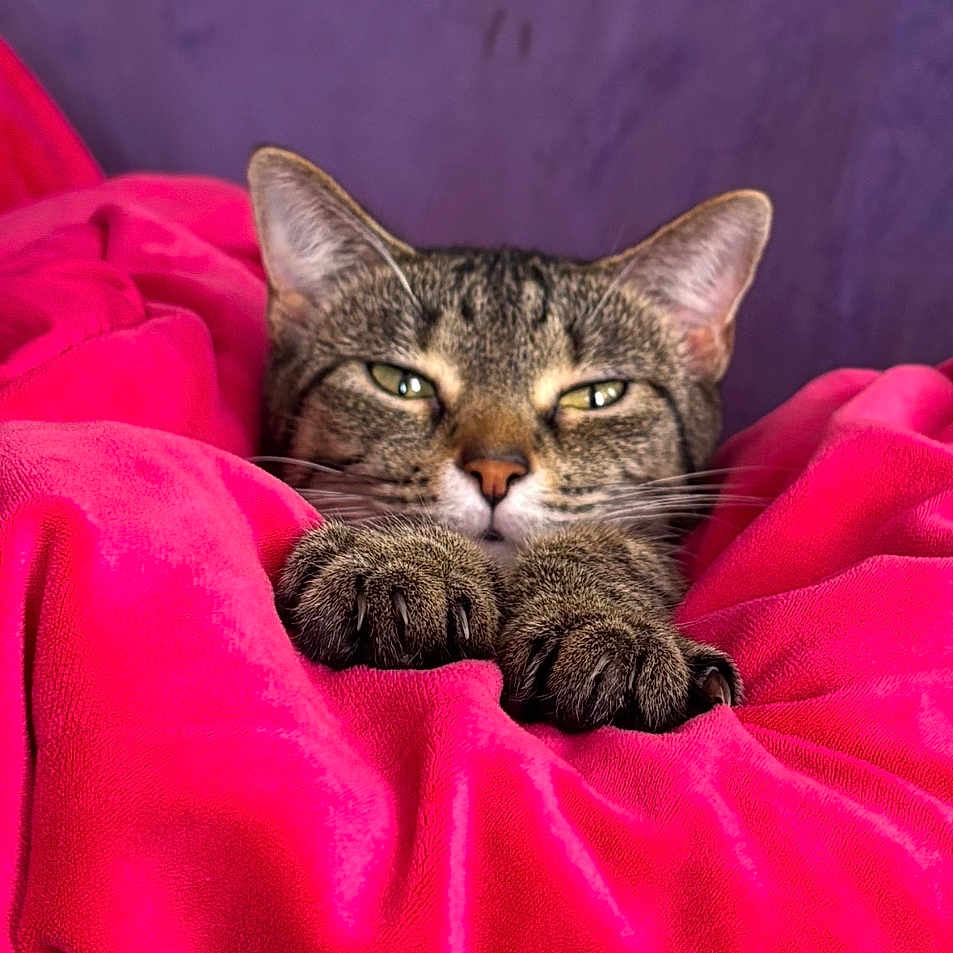 Angel joined the competition — help win amazing prizes! animal, blanket, cat, claws, close_up, comfort, cozy, ears, feline, fur, indoor, paws, pet, pink_blanket, purple_couch, relaxed, resting, sleepy, tabby, whiskers