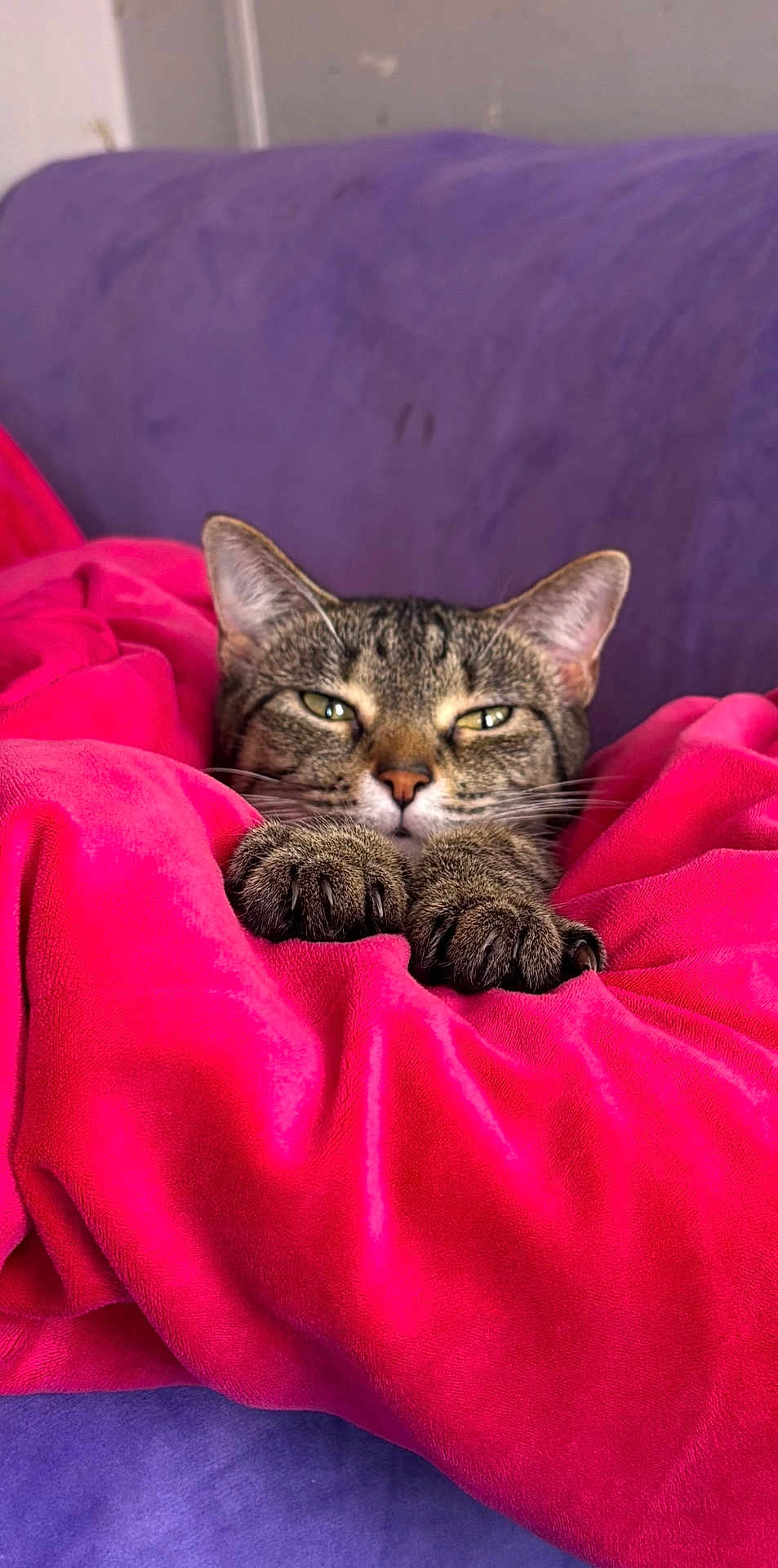 Angel joined the competition — help win amazing prizes! cat, tabby, pet, animal, feline, paws, blanket, pink_blanket, purple_couch, cozy, indoor, relaxed, sleepy, whiskers, ears, claws, fur, comfort, resting, close_up