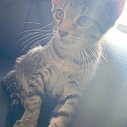 Angel is registered to the contest to win money with this photo: kitten, cat, tabby, whiskers, animal, pet, feline, young, curious, sitting, indoor, leather, couch, soft_light, natural_light, ears, paws, fur, closeup, portrait