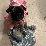 Muñeca joined the competition — help win amazing prizes! animal, cute, dog, domestic_animal, ears, expression, floor, fur, indoor, looking_up, pet, pink_clothing, playful, plush, pug, small_dog, star_pattern, tail, tile_floor, toy