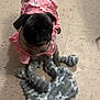 animal, cute, dog, domestic_animal, ears, expression, floor, fur, indoor, looking_up, pet, pink_clothing, playful, plush, pug, small_dog, star_pattern, tail, tile_floor, toy