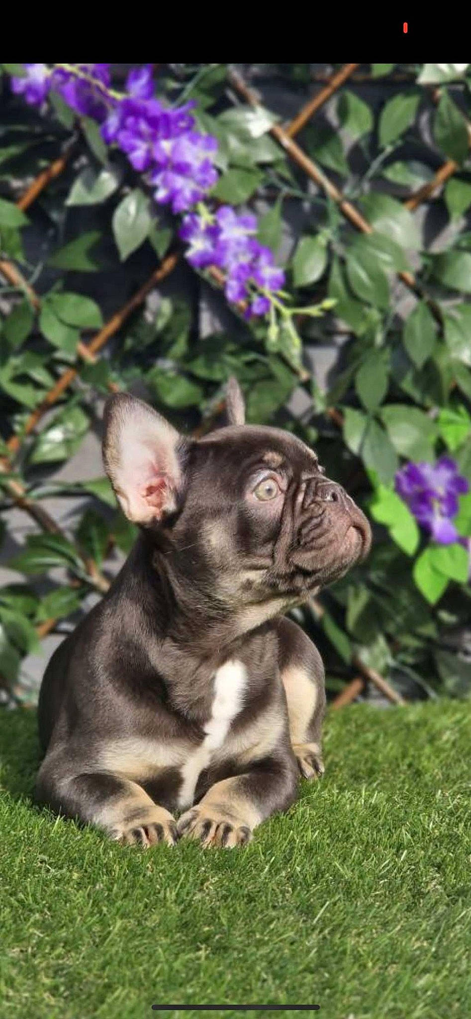 Doc is registered to the contest to win money with this photo: bulldog, canidae, carnivore, companion_dog, dog, dog_breed, ear, fawn, flower, french_bulldog, grass, groundcover, plant, pug, snout, sporting_group, terrestrial_animal, toy_dog, whiskers, working_animal