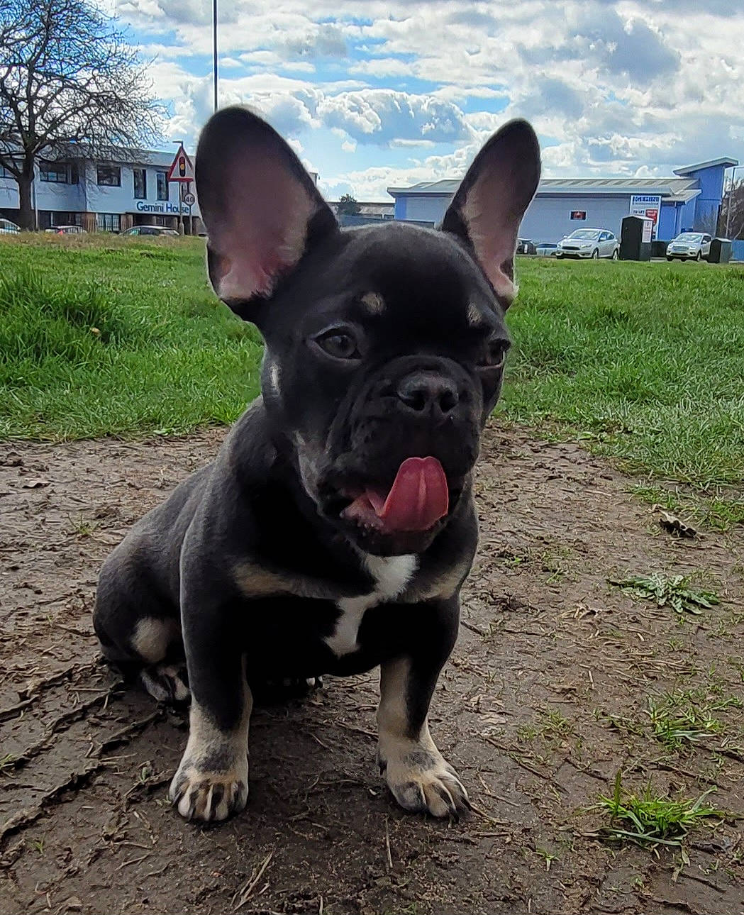 Doc joined the competition — help win amazing prizes! bulldog, canidae, carnivore, cloud, collar, companion_dog, dog, dog_breed, dog_collar, ear, fawn, grass, plant, sky, snout, sporting_group, terrestrial_animal, toy_dog, whiskers, working_animal