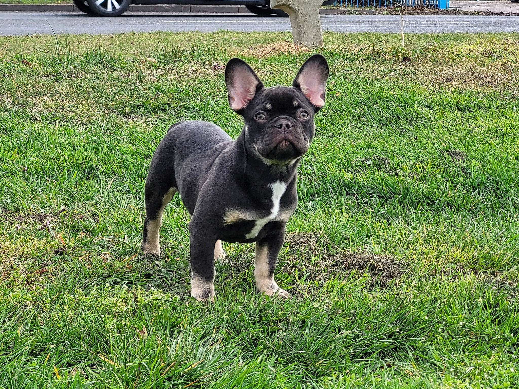 Doc is registered to the contest to win money with this photo: bulldog, canidae, carnivore, collar, companion_dog, dog, dog_breed, dog_collar, door, ear, fawn, grass, plant, snout, sporting_group, tire, toy_dog, wheel, whiskers, working_animal