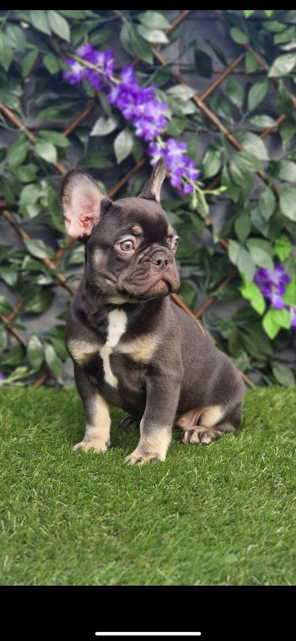 Doc is registered to the contest to win money with this photo: annual_plant, canidae, carnivore, companion_dog, dog, dog_breed, fawn, flower, garden, grass, groundcover, non_sporting_group, plant, pug, snout, sporting_group, terrestrial_animal, toy_dog, working_animal, wrinkle