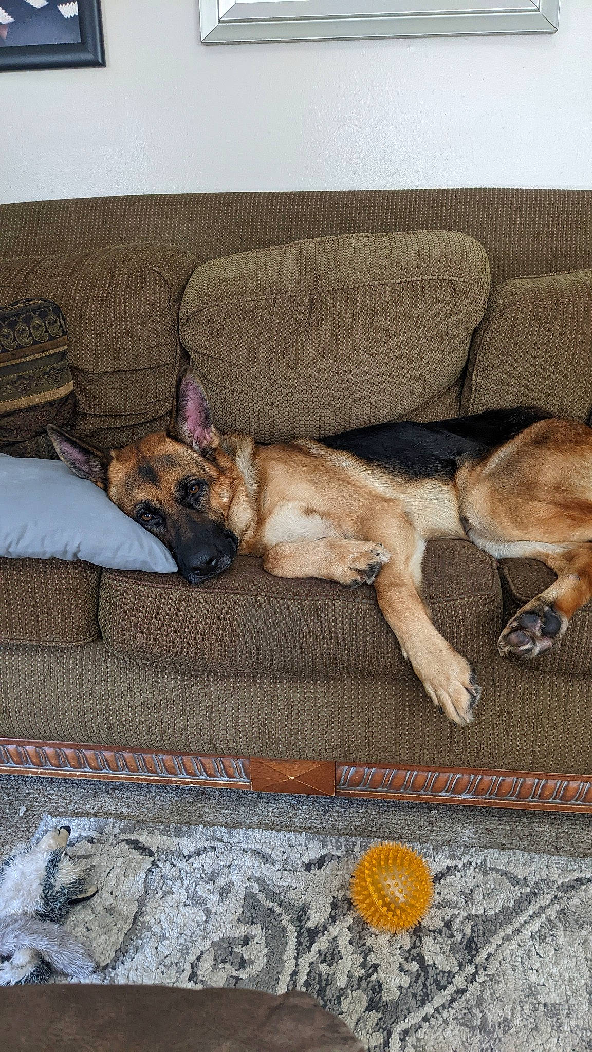 Chevelle is registered to the contest to win money with this photo: canidae, carnivore, comfort, companion_dog, couch, dog, dog_breed, dog_supply, fawn, felidae, flooring, fur, linens, nap, non_sporting_group, paw, snout, sporting_group, tail, toy_dog