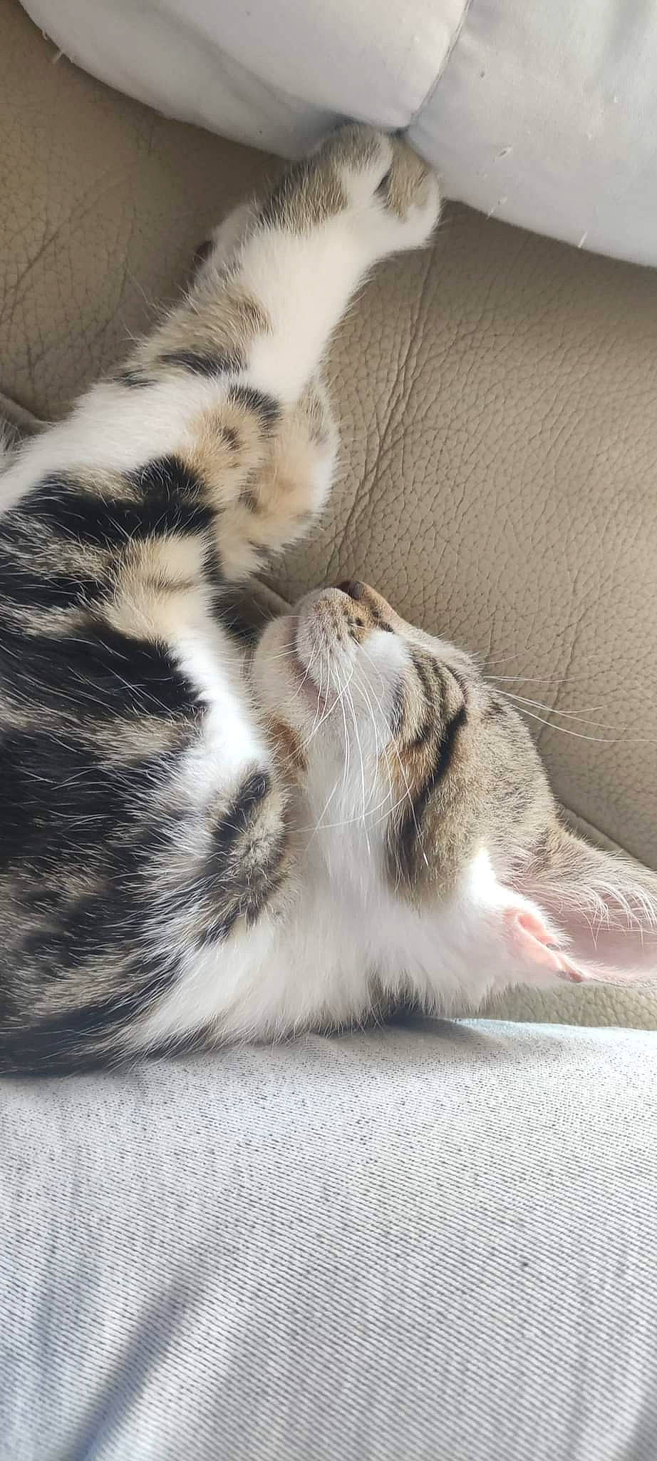 Speedy participe au concours pour gagner de l'argent avec cette photo : carnivore, cat, claw, comfort, couch, domestic_short_haired_cat, felidae, foot, fur, grey, nap, paw, sleep, small_to_medium_sized_cats, snout, tail, terrestrial_animal, whiskers, window