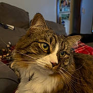 Morgan joined the competition — help win amazing prizes! animal, background, cat, closeup, companion, couch, cozy, domestic_animal, eyes, feline, fur, furniture, indoor, living_room, mammal, pet, portrait, relaxed, tabby_cat, whiskers