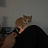 Oscar is registered to the contest to win money with this photo: kitten, cat, orange_cat, white_cat, person, hand, indoor, wall, bowl, table, dark, shadow, knee, sitting, pet, domestic_animal, cozy, resting, feline, small_animal