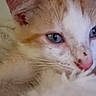 kitten, cat, close_up, blue_eyes, orange_and_white, fur, whiskers, sleepy, soft, blanket, indoor, pet, animal, cute, resting, young, nose, face, cozy, portrait