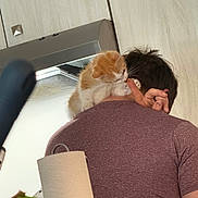 Oscar joined the competition — help win amazing prizes! kitten, cat, person, shoulder, finger, maroon_shirt, kitchen, paper_towel, cabinet, orange_cat, white_cat, pet, playing, indoor, back_view, furniture, domestic, cute, animal, young_cat