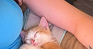 Oscar is registered to the contest to win money with this photo: kitten, sleeping, cat, orange_and_white, blanket, person, arm, blue_top, indoor, cozy, resting, furniture, floor, mop_bucket, household, relaxation, pet, domestic, cute, nap