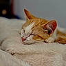 Oscar is registered to the contest to win money with this photo: cat, sleeping, orange_cat, white_cat, fluffy_blanket, cozy, pet, animal, resting, indoor, cute, feline, soft_texture, close_up, peaceful, nap, fur, whiskers, pink_nose, relaxation