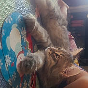 Astro is registered to the contest to win money with this photo: cat, fluffy, indoor, sunlight, mat, snowman, pattern, paw, relaxed, curious, feline, pet, animal, home, cozy, person_leg, colorful, window_light, resting, soft