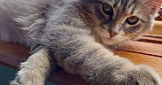 Astro joined the competition — help win amazing prizes! cat, kitten, gray_fur, window, windowsill, paw, stretching, indoor, natural_light, pets, animal, cute, feline, relaxed, young_cat, whiskers, ears, wood, blurred_background, daylight