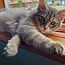 cat, kitten, gray_fur, window, windowsill, paw, stretching, indoor, natural_light, pets, animal, cute, feline, relaxed, young_cat, whiskers, ears, wood, blurred_background, daylight