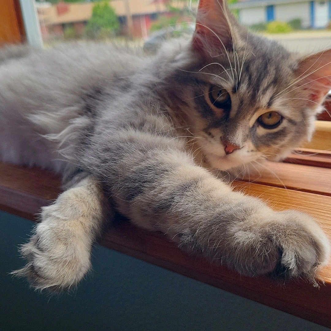 Astro