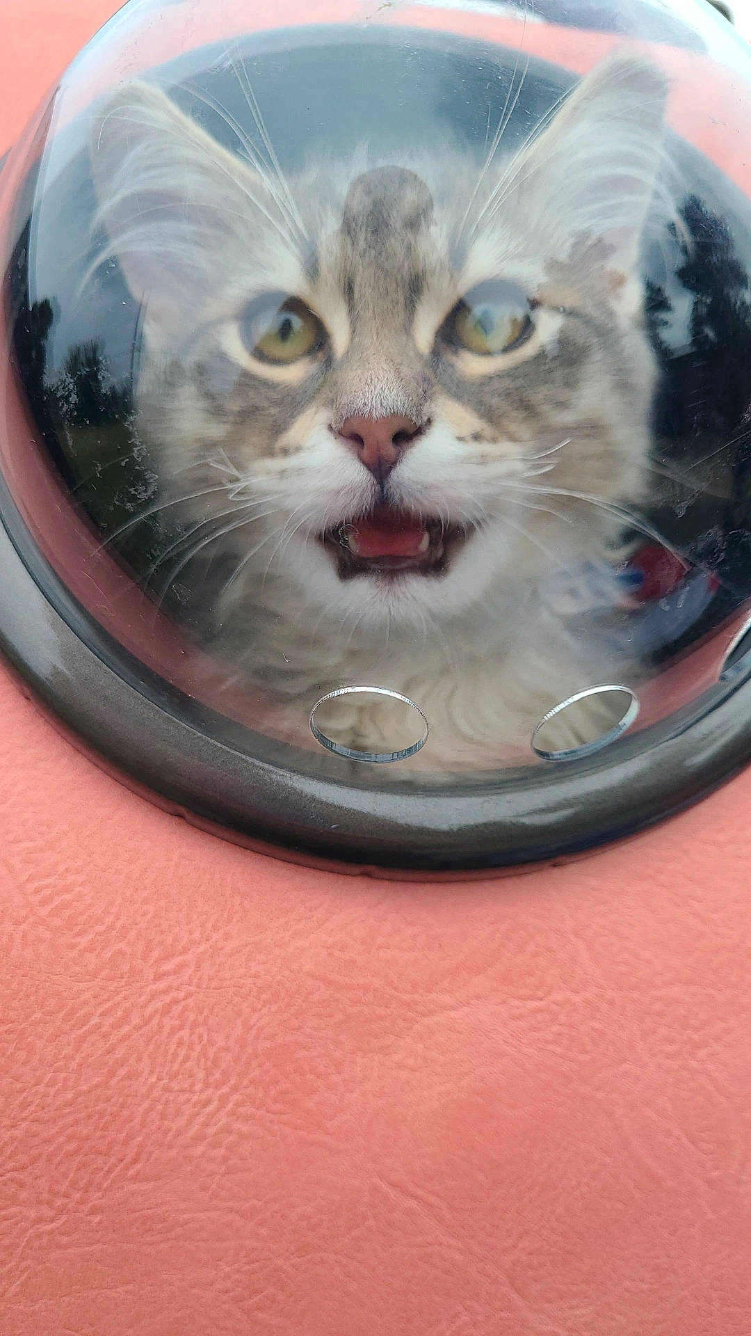Astro joined the competition — help win amazing prizes! animal, backpack, bubble_window, carrier, cat, closeup, curious, cute, domestic, eye_contact, face, fur, indoor, mouth_open, pet, pink_background, portrait, reflection, transparent, whiskers