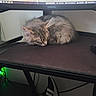 black_mat, cable, cat, computer_monitor, cozy, desk, electronics, fluffy, furniture, gaming, home, indoor, keyboard, monitor_stand, mouse, pet, quiet, resting, sleeping, technology