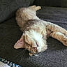 cat, comfort, couch, cozy, cute, domestic_animal, feline, fluffy, fur, home, indoor, laying_down, nap, peaceful, pet, relaxed, resting, sleeping, striped_rug, whiskers